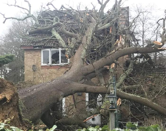 A tree that has fallen on to a house