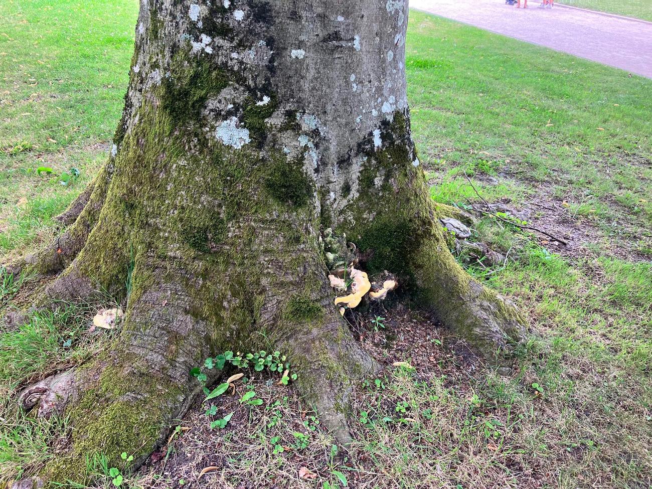 Tree surveys | Kirkley Tree Care Ltd gallery image 4