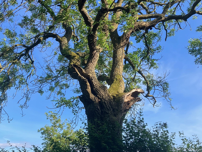 A tree with long branches