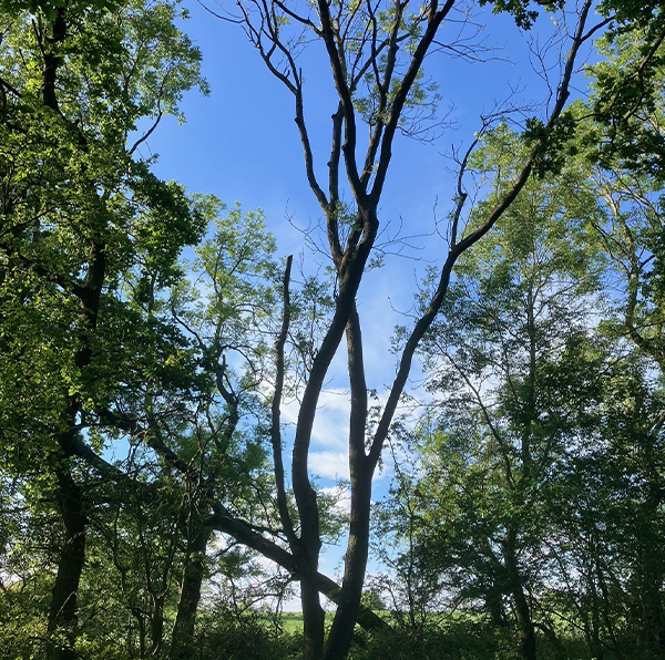 A tree in a forest