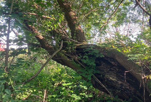 A tree with a structural fault