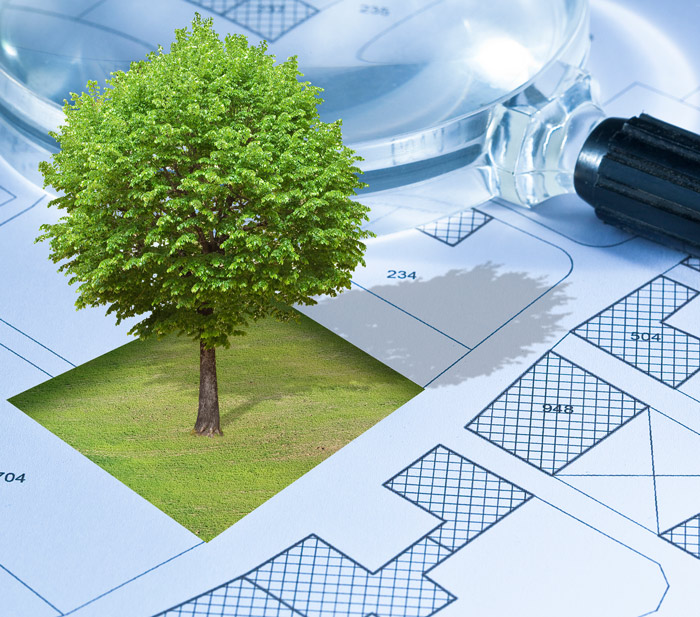 Tree surveys | Kirkley Tree Care Ltd gallery image 2