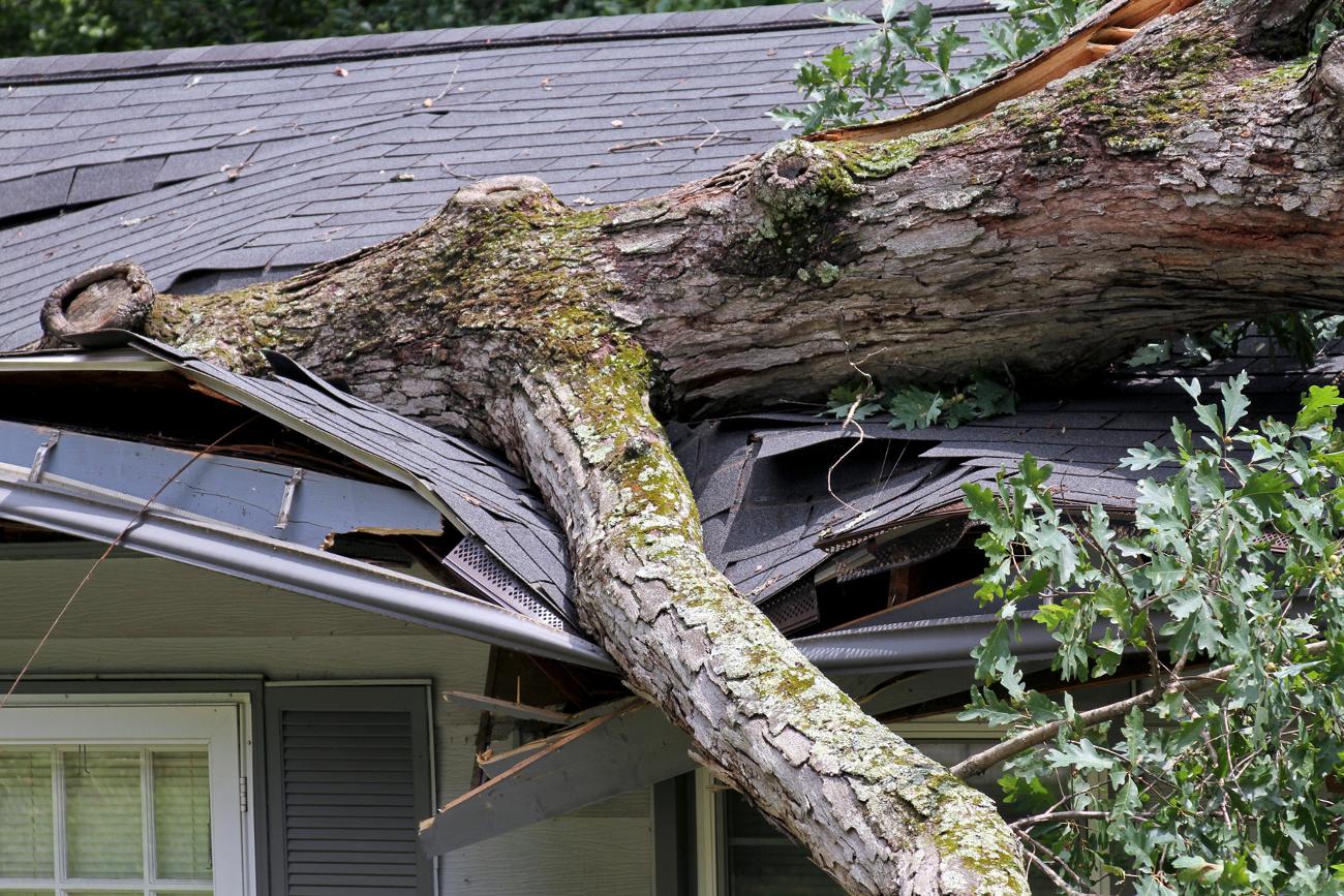 Tree surveys | Kirkley Tree Care Ltd gallery image 3