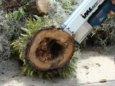 IML Resistograph being used on a tree