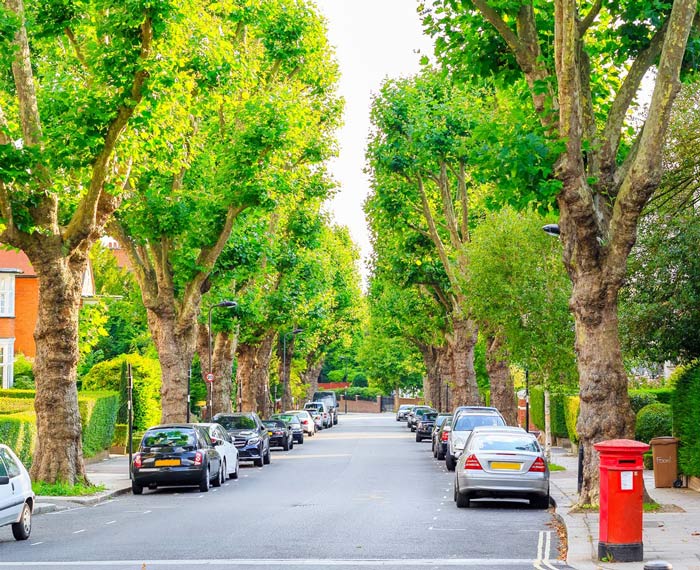 A UK Street with trees either side