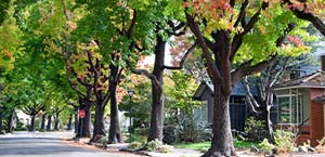 A street with trees