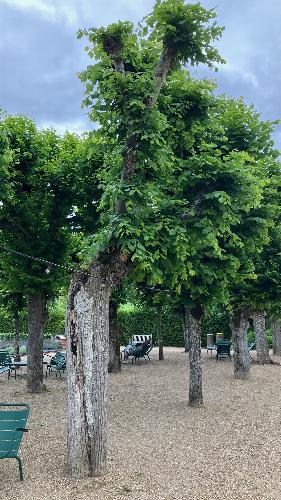 Tree Safety and the Law: When Does a Defective Tree Become a Liability? Trees are living structures. Cavities, decay, deadwood, cracks and other structural features are commonly encountered during tree inspections, particularly in mature trees. Their presence does not automatically mean that a tree is dangerous or should be felled.