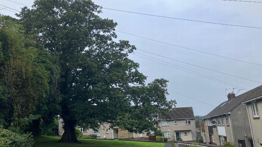 Managing Trees in Housing: From Inspection to Action Effective tree management within housing goes beyond periodic inspection. This article considers how housing providers can manage large and diverse tree stocks through clear priorities, effective follow-up and proportionate decision-making, while retaining the environmental, social and amenity benefits that trees provide.