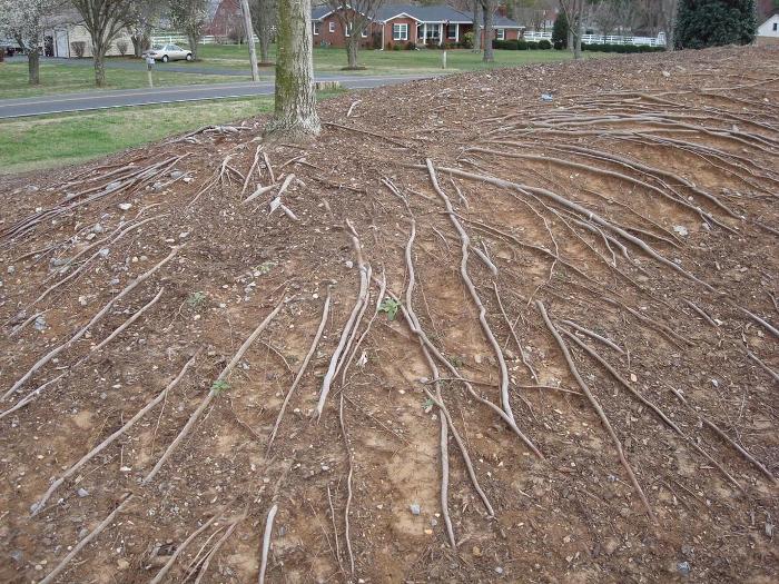 A tree with visible roots