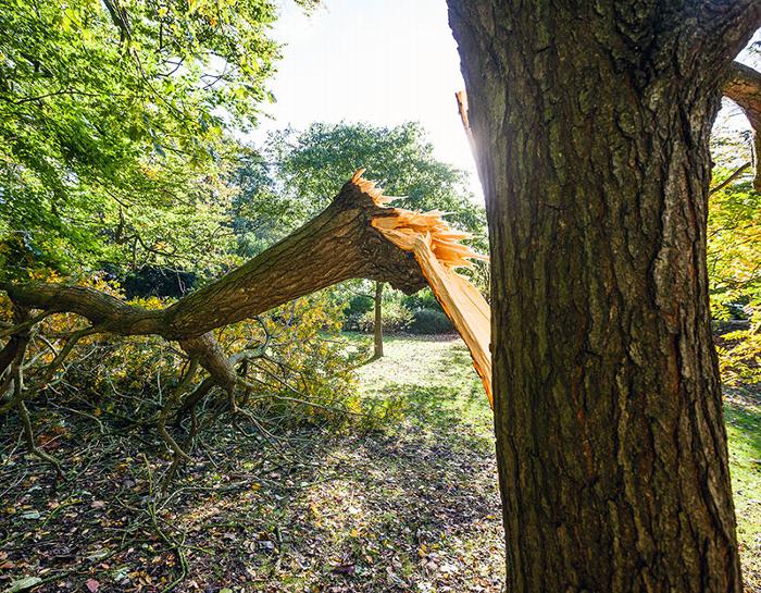 split tree in garden