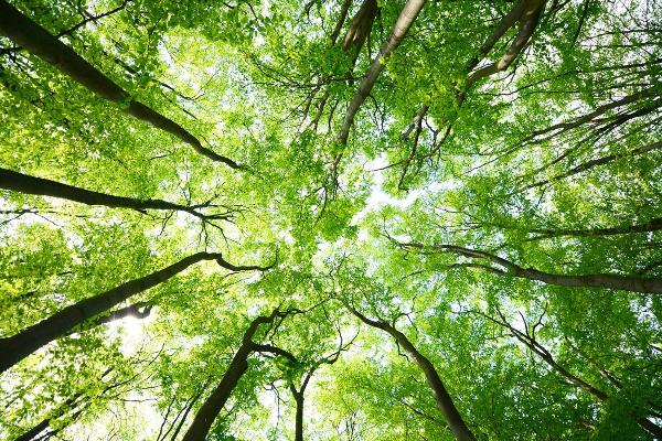 A view through treetops