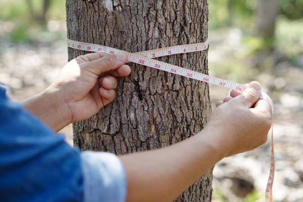 A person measuring a tree
