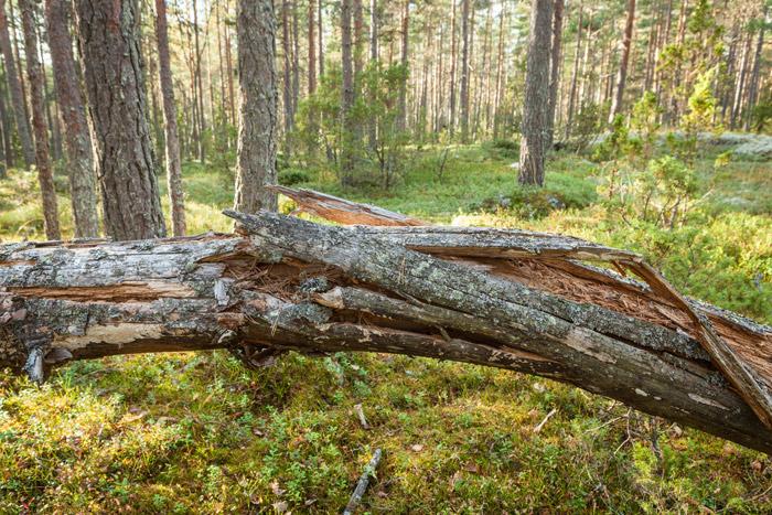 A Decayed tree that has fallen over