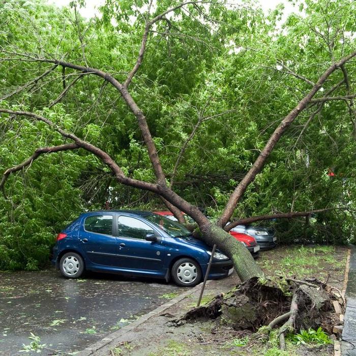 A tree that has fallen on to a car