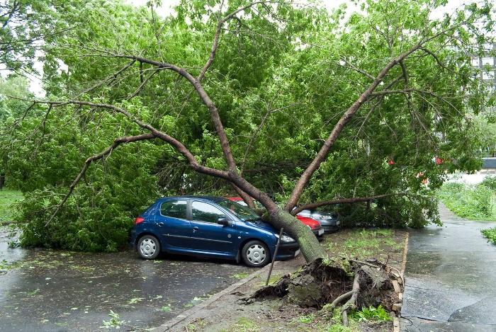 A fallen tree on a car